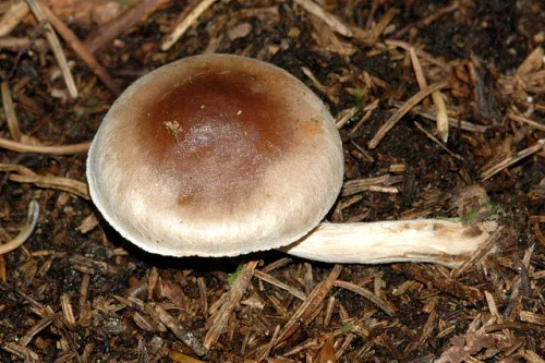 Veiled Poisonpie