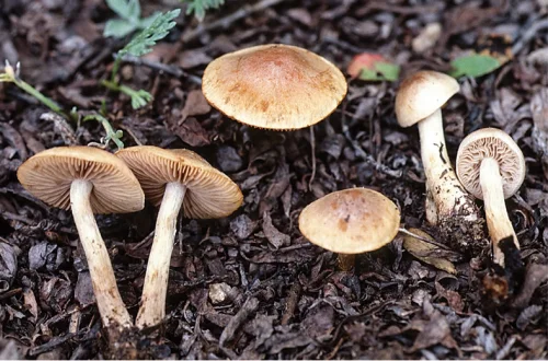 Another view of Veiled Poisonpie