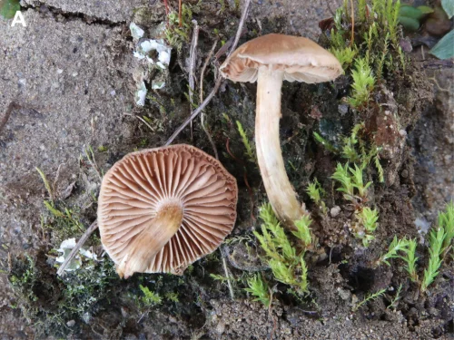 Another view of Veiled Poisonpie