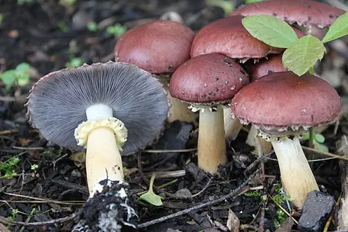Wine-cap Stropharia
