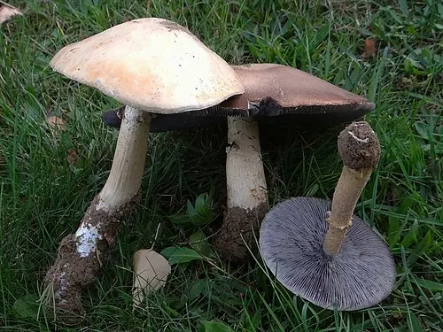 Another view of Wine-cap Stropharia