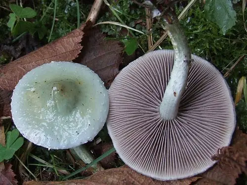 Another view of Blue Roundhead