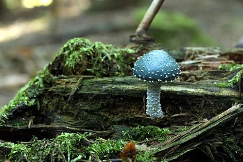 Verdigris Agaric