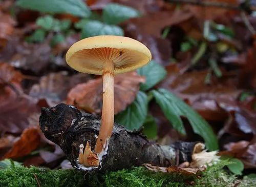 Another view of Common Rustgill