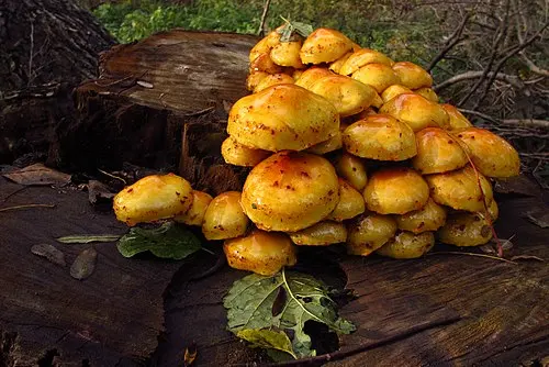 Golden Scalycap
