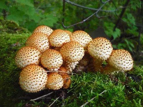 Shaggy Scalycap