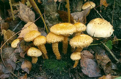 Another view of Shaggy Scalycap