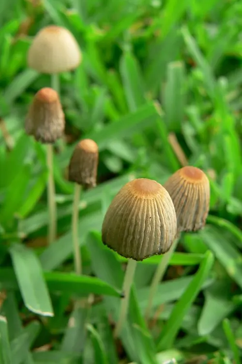 Another view of Pleated Inkcap