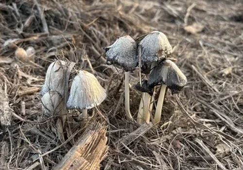 Flocculose Inkcap