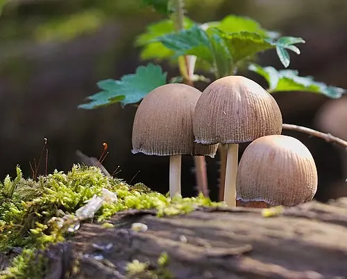 Glistening Inkcap