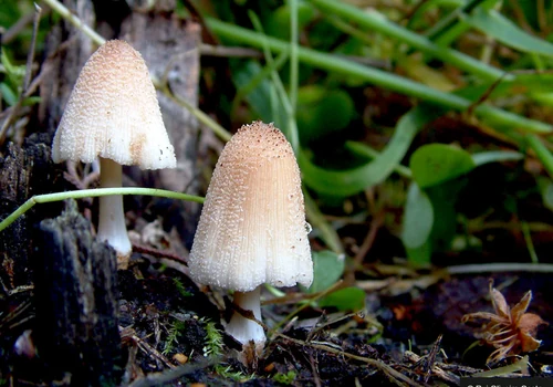 Truncate Inkcap