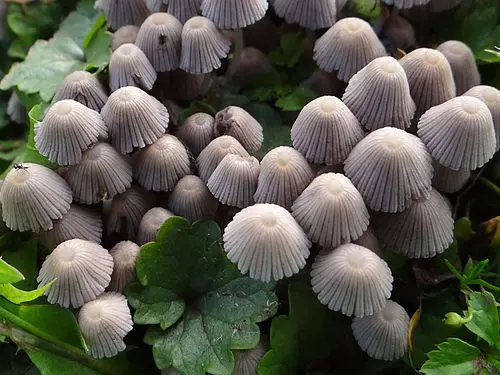 Trooping Crumble Cap