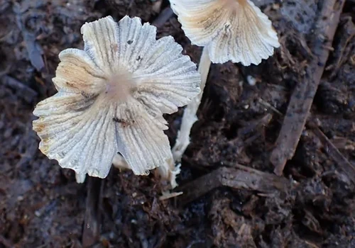 Another view of Two-spored Inkcap