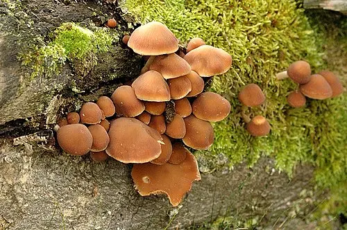 Common Stump Brittlestem