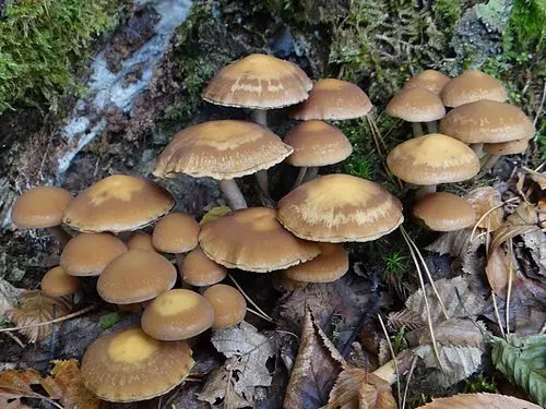 Another view of Common Stump Brittlestem