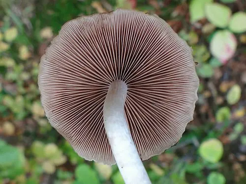 Another view of Common Stump Brittlestem