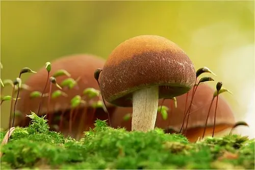Another view of Common Stump Brittlestem