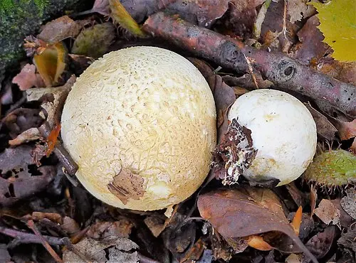 Lead Grey Puffball