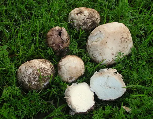 Another view of Lead Grey Puffball