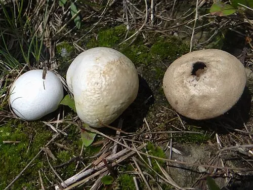 Dusty Puffball