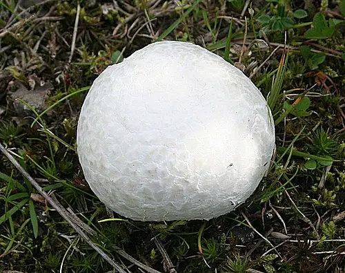Giant Puffball