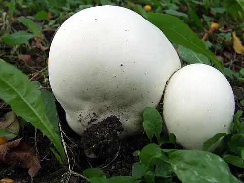 Another view of Giant Puffball