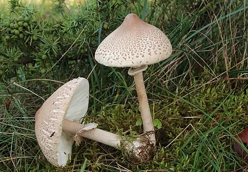 Slender Parasol