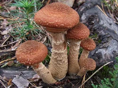 Dark Honey Fungus