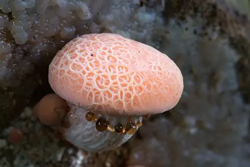 Wrinkled Peach