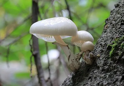 Porcelain Fungus