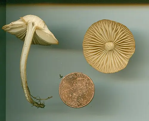 Another view of Fairy Ring Marasmius