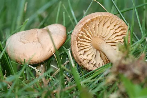 Another view of Fairy Ring Marasmius
