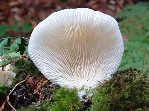 Another view of Angel's Wings