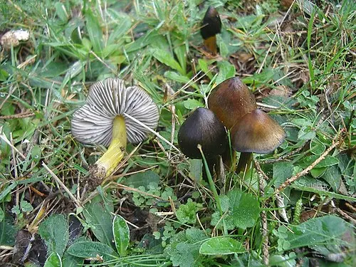 Another view of Witch's Hat