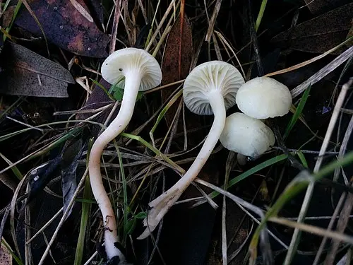 Cedarwood Waxcap