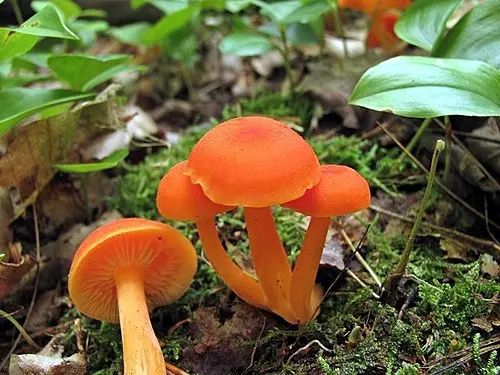 Vermilion Waxcap