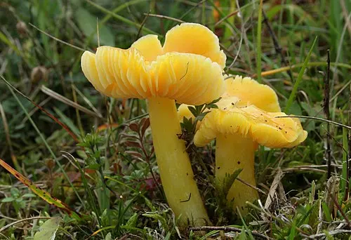 Another view of Golden Waxcap