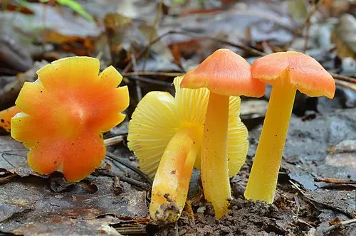 Golden Waxy Cap