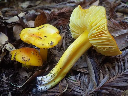 Another view of Golden Waxy Cap