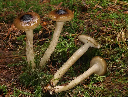 Olive Wax Cap