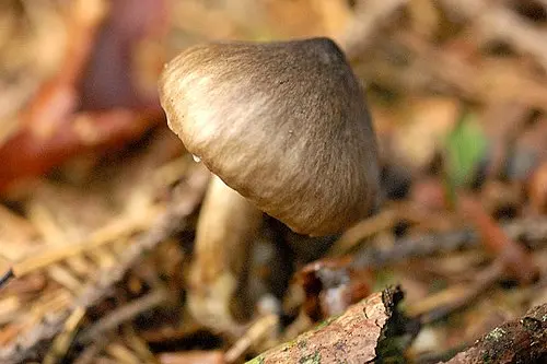 Another view of Olive Wax Cap