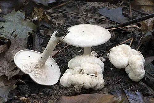 Aborted Entoloma