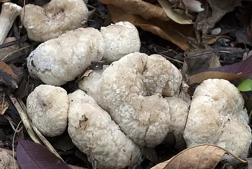 Another view of Aborted Entoloma