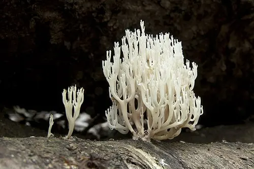 Ivory Coral