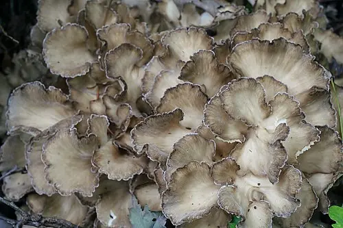 Another view of Hen Of The Woods