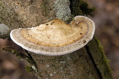 Thin-walled Maze Polypore