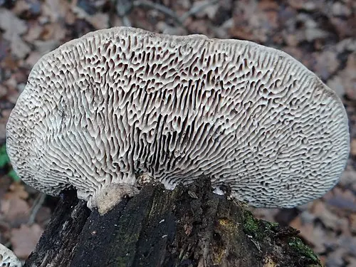 Another view of Thin-walled Maze Polypore