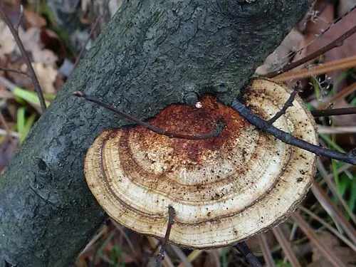 Another view of Thin-walled Maze Polypore