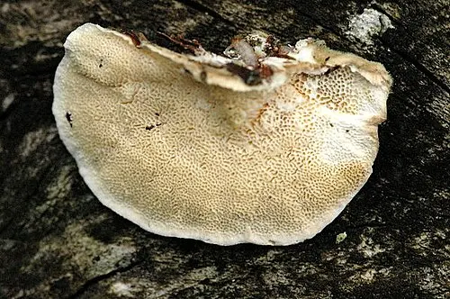 Another view of Turkey Tail