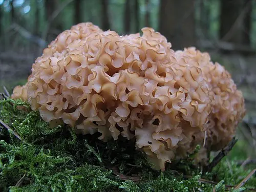 Cauliflower Fungus